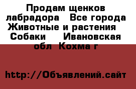 Продам щенков лабрадора - Все города Животные и растения » Собаки   . Ивановская обл.,Кохма г.